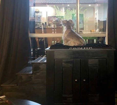 Elevated Dog Bed with Stairs