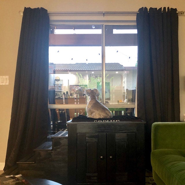 Elevated dog clearance bed with stairs